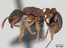 Myrmica lobicornis casent0172718 профиль 1.jpg