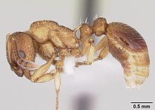 Myrmica pinetorum casent0104883 профилі 1.jpg