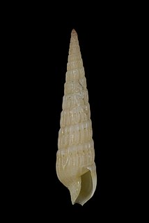 <i>Myurella flavofasciata</i> Species of gastropod