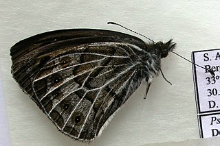 <i>Pseudonympha trimenii</i> Species of butterfly