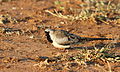 Namaqua dove, Oena capensis, at Mapungubwe National Park, Limpopo, South Africa (18089217755).jpg