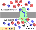 Миниатюра для Файл:Natrium-Kalium-Pumpe.svg