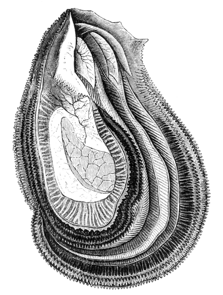 File:Natural History - Mollusca - Oyster.png