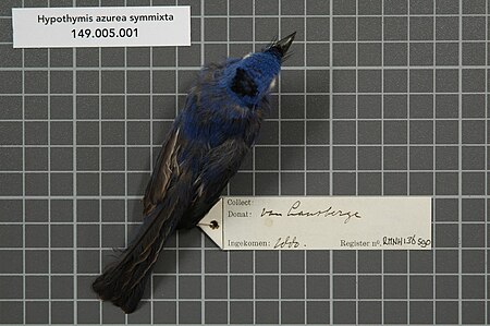 Fail:Naturalis Biodiversity Center - RMNH.AVES.136590 1 - Hypothymis azurea symmixta Stresemann, 1913 - Monarchidae - bird skin specimen.jpeg