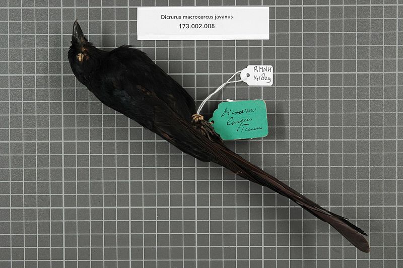 File:Naturalis Biodiversity Center - RMNH.AVES.141829 1 - Dicrurus macrocercus javanus Kloss, 1921 - Dicruridae - bird skin specimen.jpeg