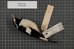 Description de l'image Naturalis Biodiversity Center - RMNH.AVES.142774 1 - Grallina bruijni Salvadori, 1875 - Grallinidae - bird skin specimen.jpeg.