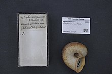 Naturalis Biodiversity Center - RMNH.MOL.154417 - Cyclophorus bensoni Pfeiffer - Cyclophoridae - Mollusc shell.jpeg