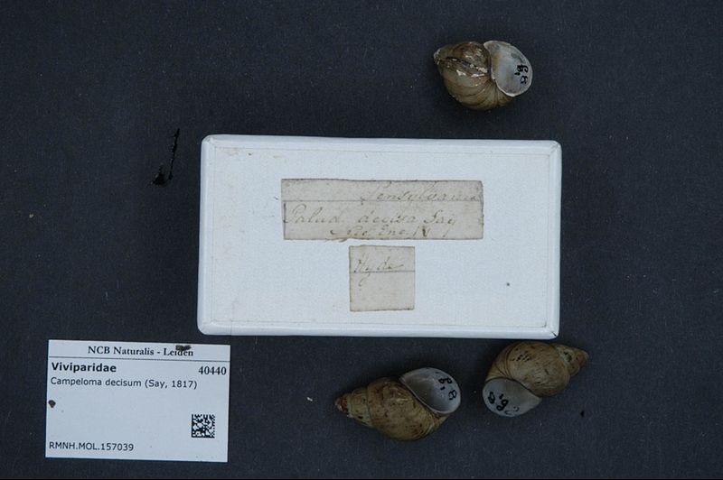 File:Naturalis Biodiversity Center - RMNH.MOL.157039 1 - Campeloma decisum (Say, 1817) - Viviparidae - Mollusc shell.jpeg