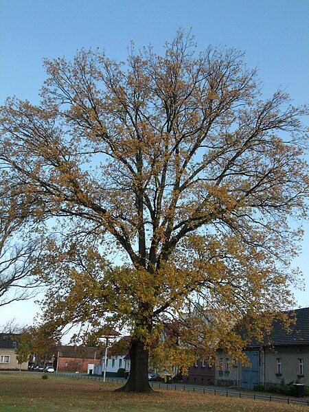 File:Naturdenkmal- Stieleiche im Herbst , Schmellwitzer Str. in Cottbus.JPG