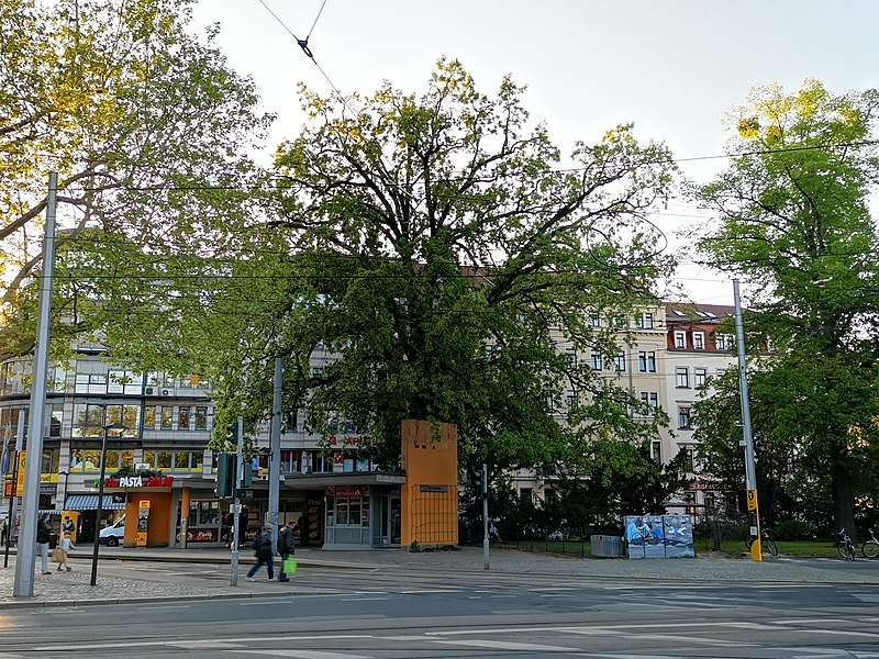 File:Naturdenkmal Eiche fetscherplatz Dresden 2020-05-07 3.jpg