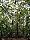 Naturdenkmal Flammereiche – Habitus – im Wittlicher Wald im September 2021