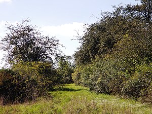 Bushes and hedges in the NSG Mittelberg