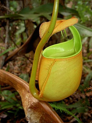 <i>Nepenthes bicalcarata</i> Species of pitcher plant from Borneo