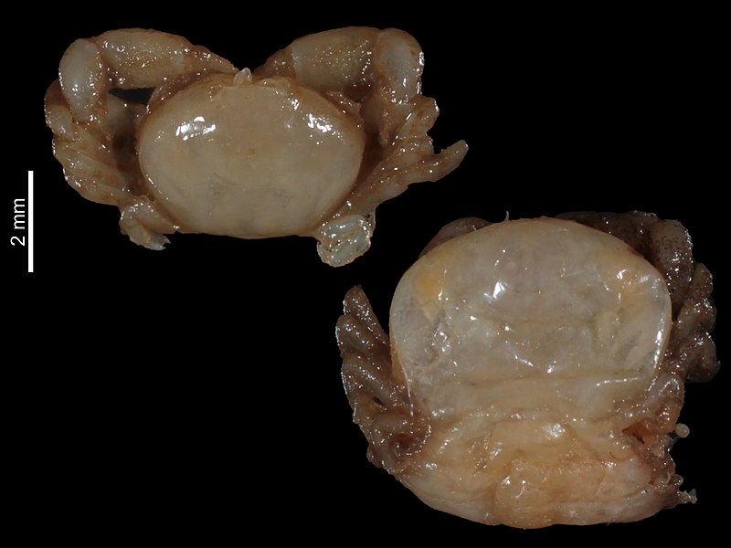 File:Nepinnotheres tellinae (MNHN-IU-2014-7826) 002.jpeg