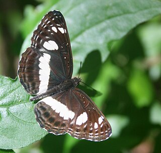 <i>Neptis saclava</i> Species of butterfly
