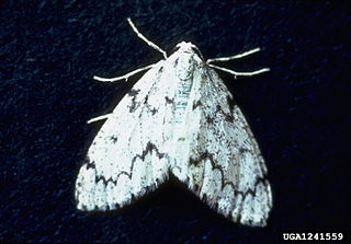 <i>Nepytia freemani</i> Species of moth