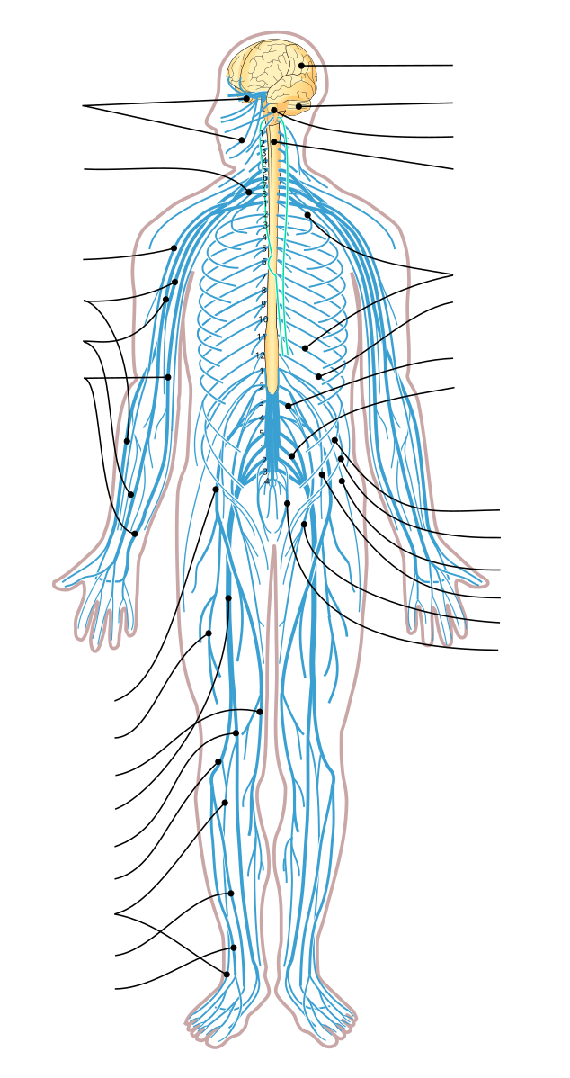 Карта нервов человеческого тела