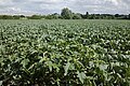 * Nomination Datura stramonium stalk in a field of romanesco, in Neuville-en-Ferrain, France --Velvet 06:45, 12 August 2023 (UTC) * Promotion Good quality. --Isiwal 18:24, 16 August 2023 (UTC)