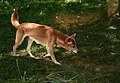 New Guinea Singing Dog on trail.jpg