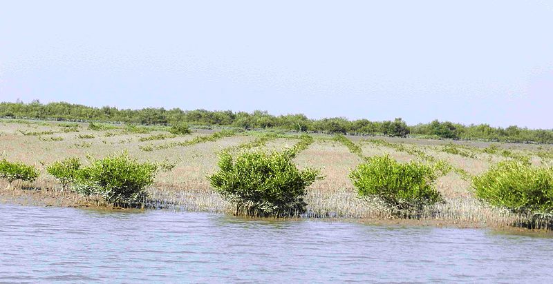 File:Newly planted mangroves.jpg