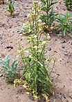 „Nicotiana attenuata“