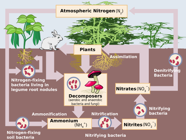 Schematic representation of the nitrogen cycle. Abiotic nitrogen fixation has been omitted.