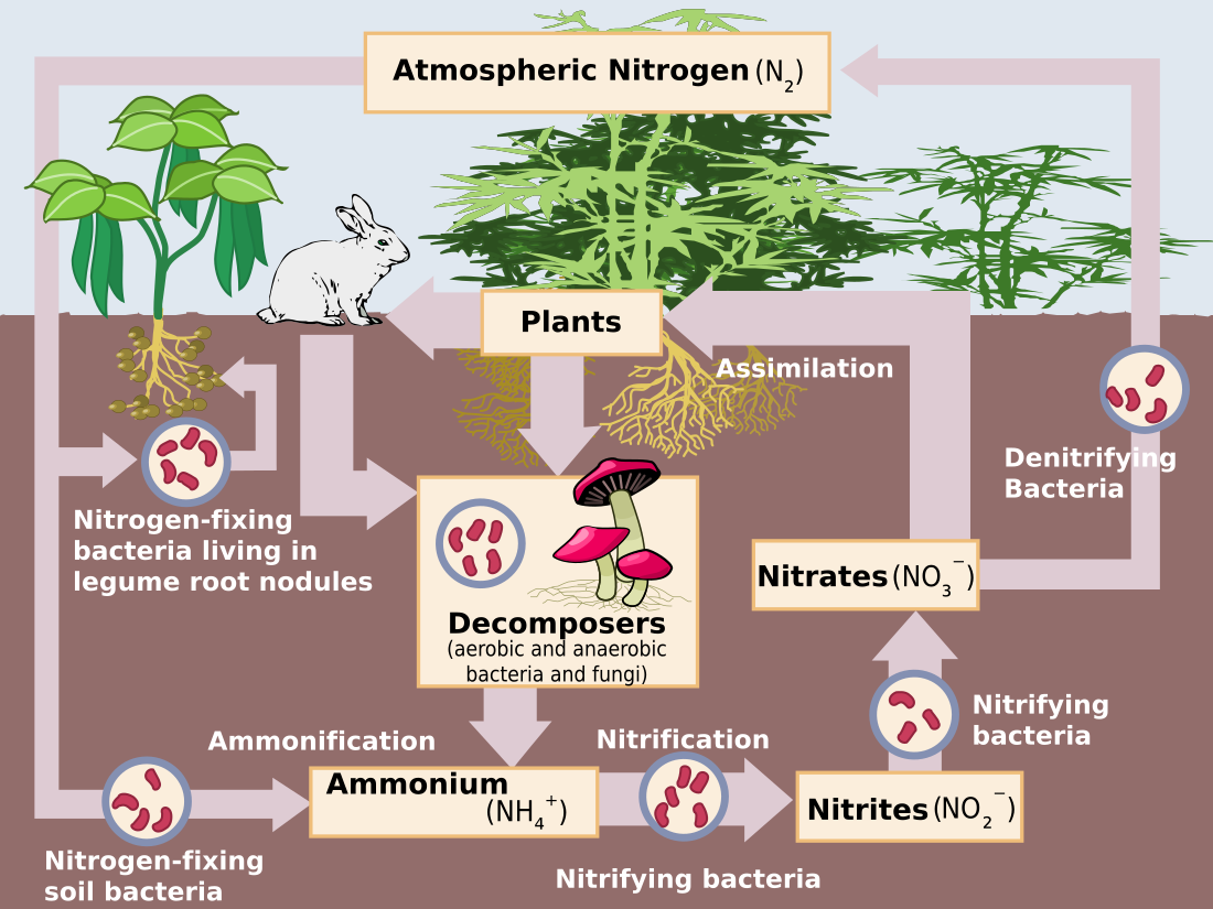 File:Nitrogen Cycle.svg