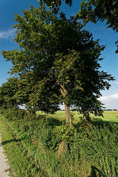 File:Noordoostpolder - Schokland - Ruïnepad - View NE on Elm Tree - Iep.jpg