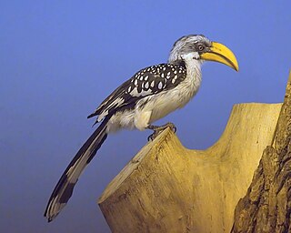 Eastern yellow-billed hornbill species of bird