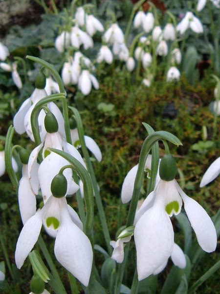 File:November snowdrops in Rougemont Gardens - geograph.org.uk - 283342.jpg