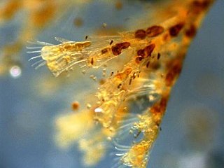 Campanulariidae Family of hydrozoans