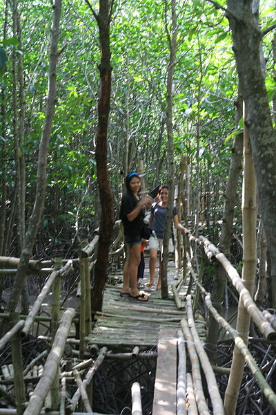 File:Obo-ob mangrove garden.jpg