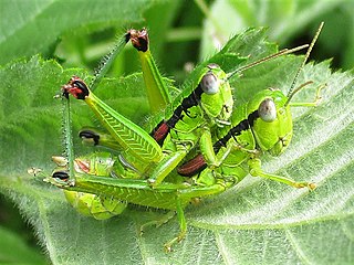 <i>Odontopodisma decipiens</i> Species of grasshopper