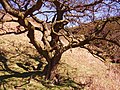 Thumbnail for File:Old hawthorn tree - geograph.org.uk - 1823111.jpg