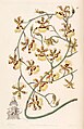 Oncidium sphacelatum plate 30 in: Edwards's Bot. Register (Orchidaceae), vol. 28, (1842)