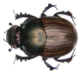 <i>Digitonthophagus</i> Genus of scarab beetles