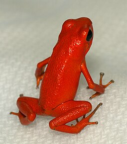 Strawberry dart-poison frog Oophaga pumilio Zoo.jpg