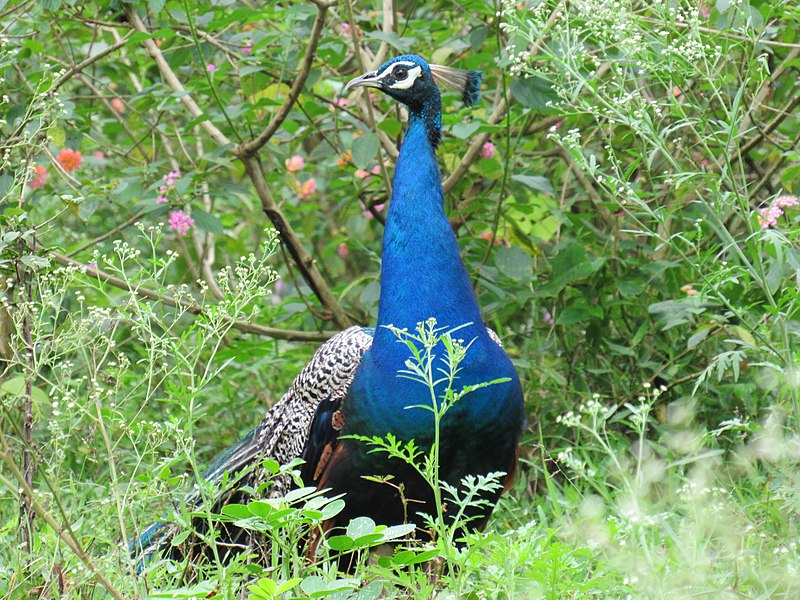 File:Ootys beauty- Peacock.jpg