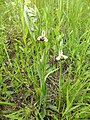 Ophrys apifera Germany - Iffezheim