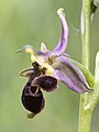 Ophrys scolopax (Ariège, France)