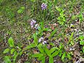 Orchis militaris Germany - Ungeheuerklamm, Untergrombach