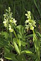 Orchis pallens Germany - Thuringia Gleistal