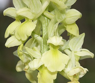 Close-up of the flowers of O. pallens Orchis pallens flowers.jpg
