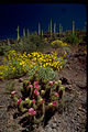 Organ Pipe Cactus National Monument ORPI4652.jpg