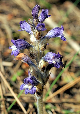 <i>Orobanche mutelii</i> Species of plant