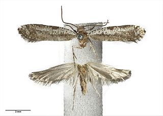 <i>Orthenches septentrionalis</i> Species of moth endemic to New Zealand