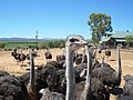 Karoo yarı çöl bölgesindeki devekuşları, Oudtshoorn, Batı Cape Bölgesi, Güney Afrika