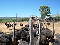 Eine Straußenfarm bei Oudtshoorn