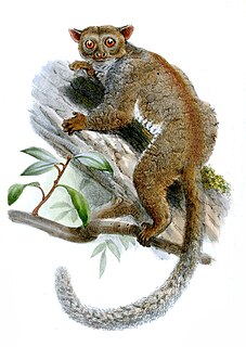 Needle-clawed bushbaby Genus of primates