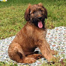 briard shepherd